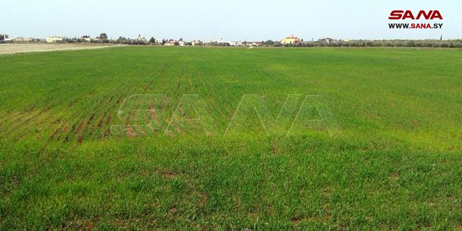 Over a million hectares cultivated with wheat crop in Syria