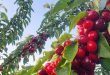 Cherry of Occupied Syrian Golan… a taste with flavor of resilience