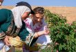 Mrs. Asma al-Assad joins locals of al-Marah village in harvesting their Damascene Rose