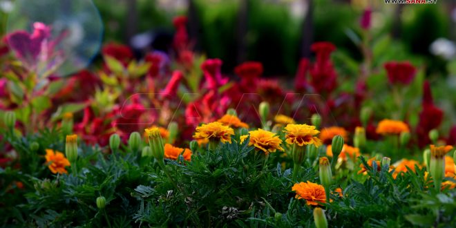 سومین روز نمایشگاه بین المللی گل و گیاه در دمشق