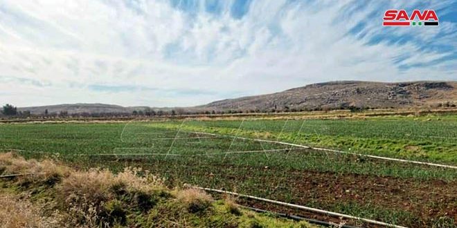 Şam Kırsalında Buğday Ekilen Toplam Alan 11800 Hektar
