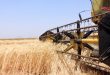 استمرار تسويق القمح بوتيرة متسارعة في درعا