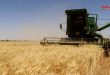 حصاد أكثر من نصف مليون هكتار مزروعة بالقمح و172 ألفاً من الشعير