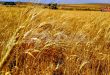 استمرار حصاد القمح في ريف الرقة المحرر