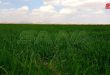436 thousand hectares cultivated with wheat and barley in Hasaka province