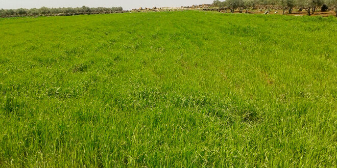 More than 4,500 hectares of wheat cultivated in Sweida Province