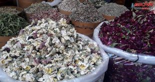 Siria siembra más de 53 mil hectáreas de plantas aromáticas y medicinales
