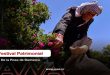 Inicia en Siria el Festival de Cosecha de la Rosa de Damasco