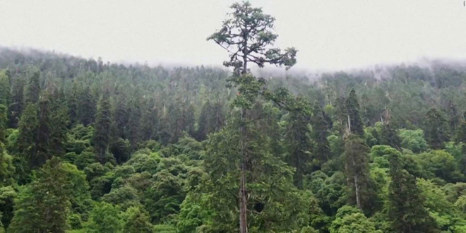 Hallan árbol más grande de Asia en Tíbet, China