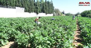 Bondad en los campos agrícolas alrededor de Damasco