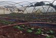 Tormenta provoca daños en cultivos agrícolas en Tartous (+ fotos)