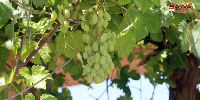 پیش بینی تولید حدود 11384 تن انگور در درعا