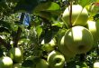 پیش بینی تولید 26 هزار و 716 تن سیب در لاذقیه