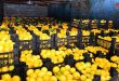 יותר מ -560  טון יבול התפוזים במחוז חמאת