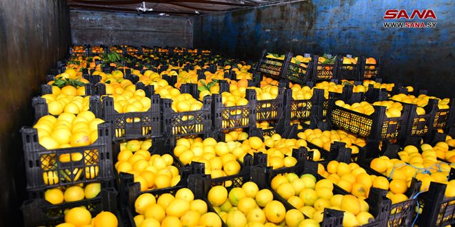 יותר מ -560  טון יבול הטפוזים במחוז חמאת
