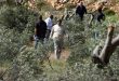 מתנחלים מאלצים חקלאים פלסטינים לעזוב את אדמותיהם בעיירה כפר אלדיק
