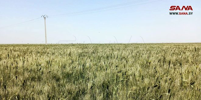 Крестьяне Латакии: Повышение закупочных цен на пшеницу приведет к увеличению ее посевных площадей