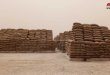 Сирийская зерновая корпорация в Ракке продолжает прием урожая пшеницы от крестьян