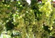 В виноградных долинах провинции Дараа планируют собрать урожай — 11 384 тонны