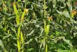 Урожай кукурузы в Дейр-эз-Зоре