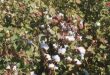 В провинции Хасаке начался сбор урожая хлопка