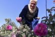 Трепетное отношение к дамасской розе у жителей селения Аль-Мрах
