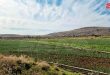 Şam Kırsalında Buğday Ekilen Toplam Alan 11800 Hektar