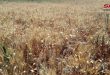 Hamalı Çiftçiler: Buğday Mahsulünün Alım Fiyat Artışı, Ekimini Genişletme Sebebidir