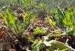 ما هي إجراءات وزارة الزراعة لإعادة إحياء زراعة الشوندر السكري؟