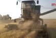 انتهاء عمليات حصاد القمح في محافظة الحسكة
