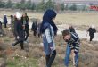 زراعة حمص تبدأ حملة تشجير بألف غرسة حراجية- فيديو