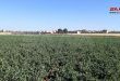 زراعة 5554 هكتاراً بمحاصيل البقوليات في حماة