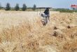 حصاد نحو 1700 هكتار من القمح والشعير